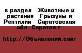  в раздел : Животные и растения » Грызуны и Рептилии . Саратовская обл.,Саратов г.
